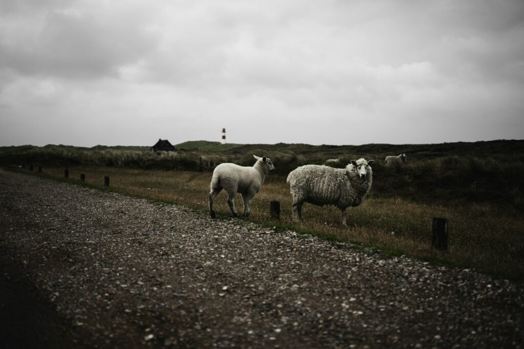 Dünenlandschaft auf Sylt mit Leuchtturm, Ziel für Flitterwochen Deutschland an der Nordsee
