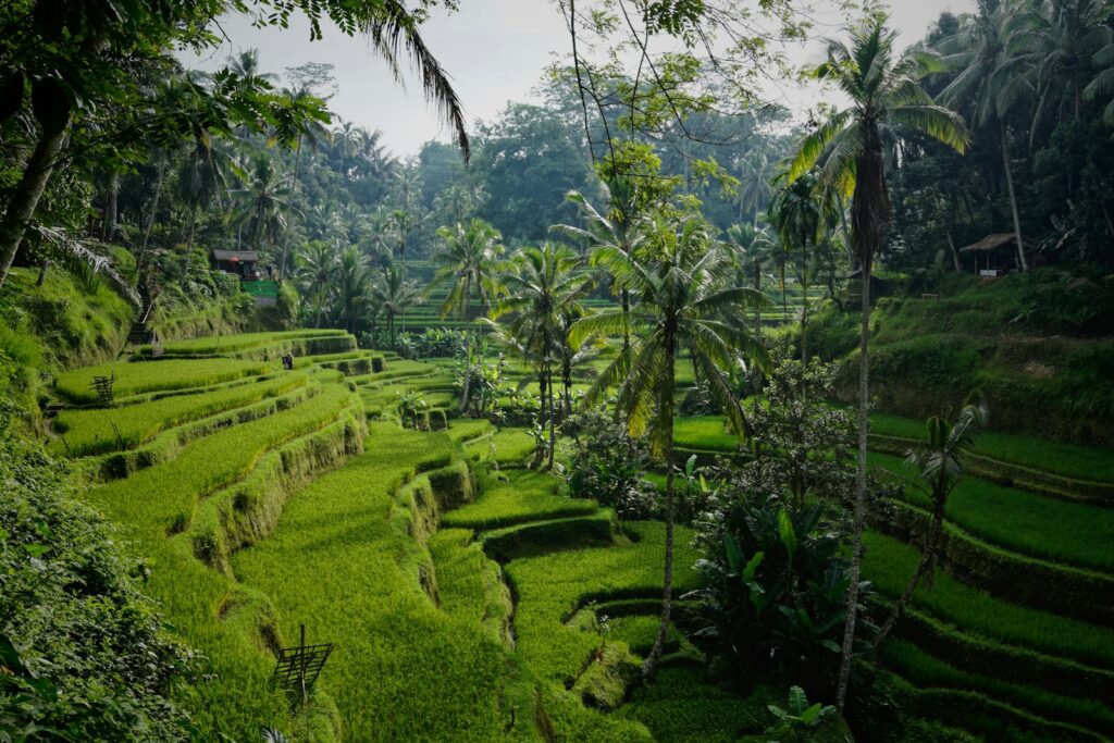 Flitterwochen Bali: Reisterrassen bei Ubud im Morgenlicht mit Palmen und Dschungel