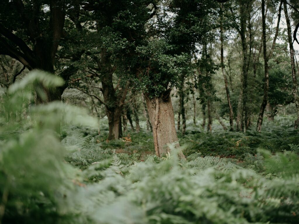 Trauplatz für die Hochzeit im Wald mit Holzbänken, Farnen und einem schlichten Bogen aus Ästen